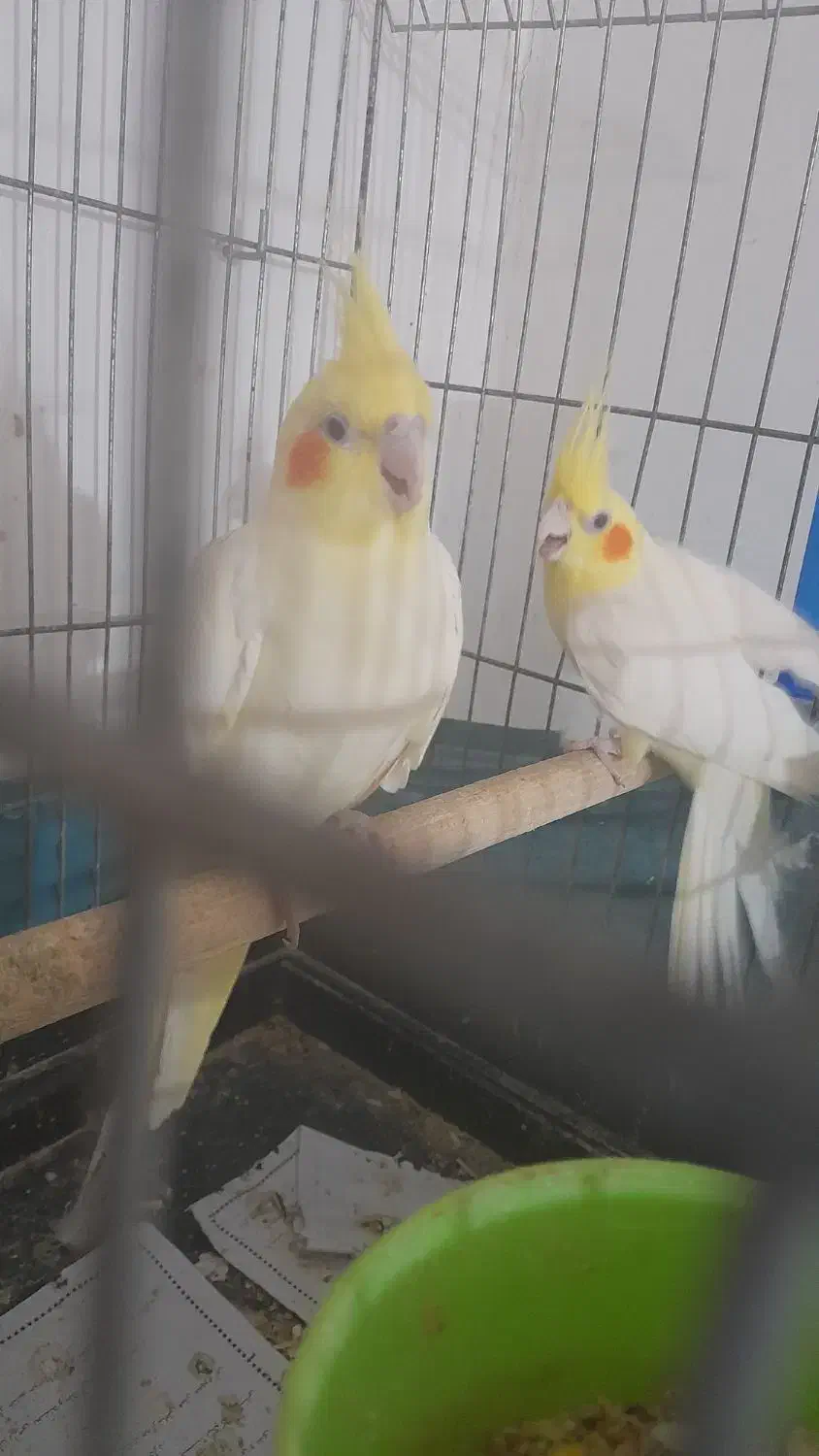 جفت عروس لوتینیو مولد|پرنده|بندرعباس, |دیوار