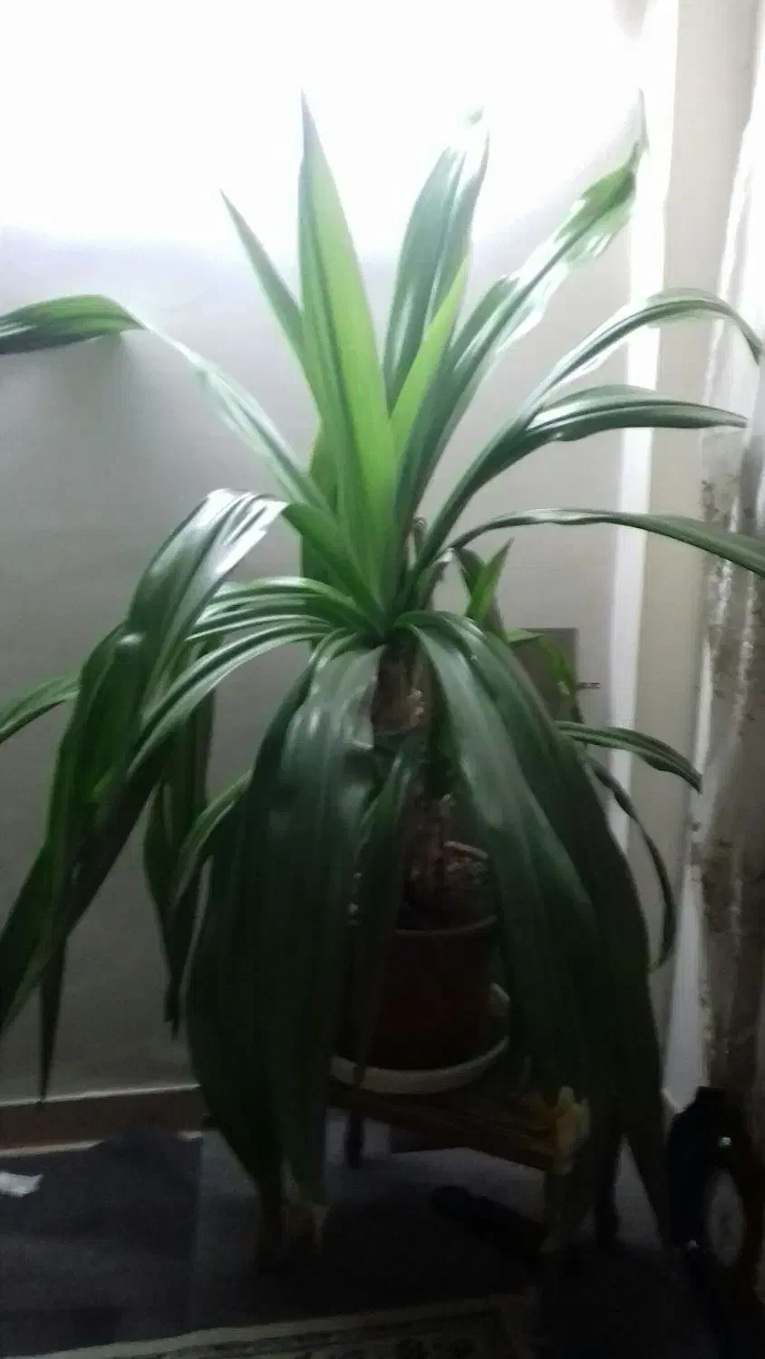 گل طبیعی اشک ملکه|گل و گیاه طبیعی|اصفهان, بهارستان|دیوار