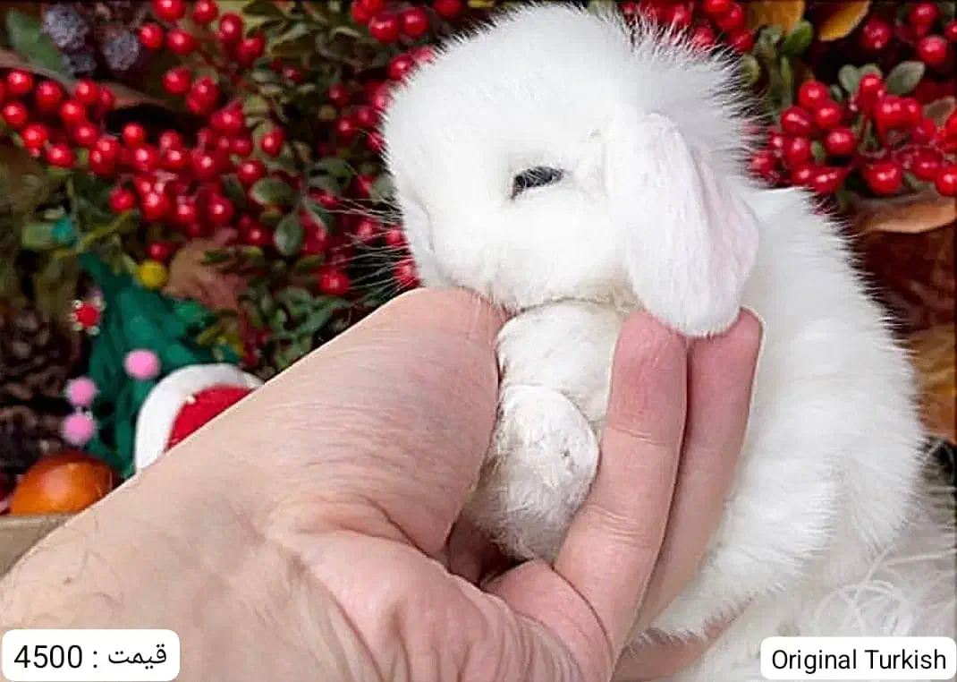 خرگوش نژاد ترکیش|موش و خرگوش|یزد, |دیوار