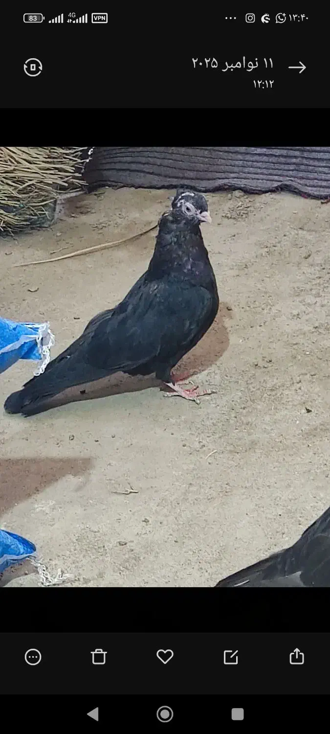 جفت زاغ آبادانی|پرنده|جیرفت, |دیوار