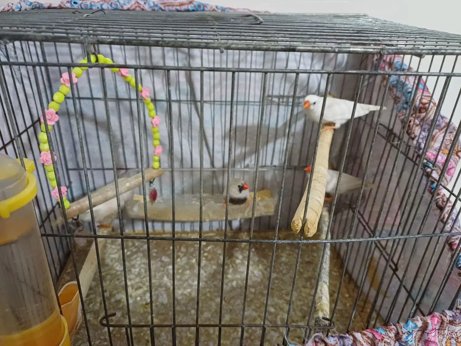 فنچ|پرنده|نسیم‌شهر, |دیوار