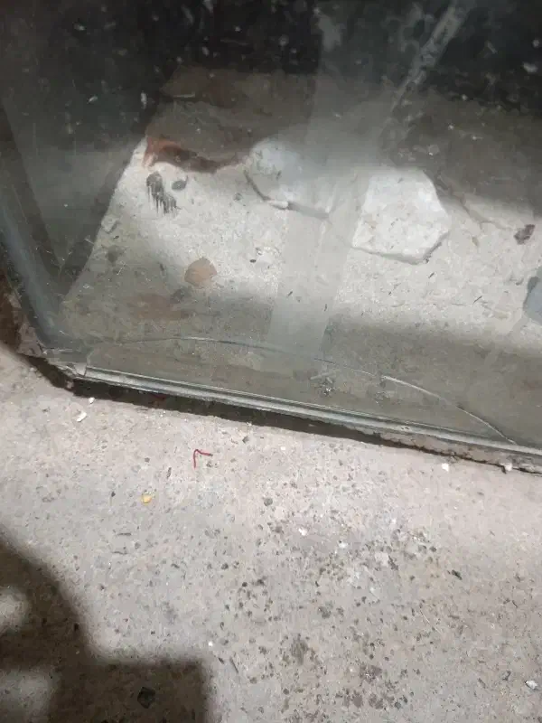 آکواریوم|ماهی|تبریز, |دیوار