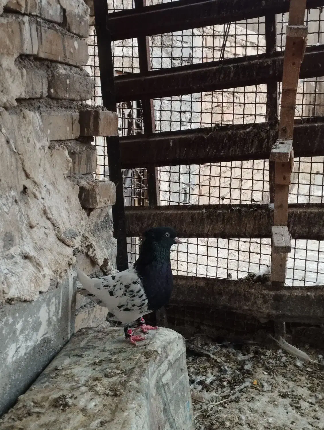 کبوتر کله سیاه|پرنده|دزفول, |دیوار