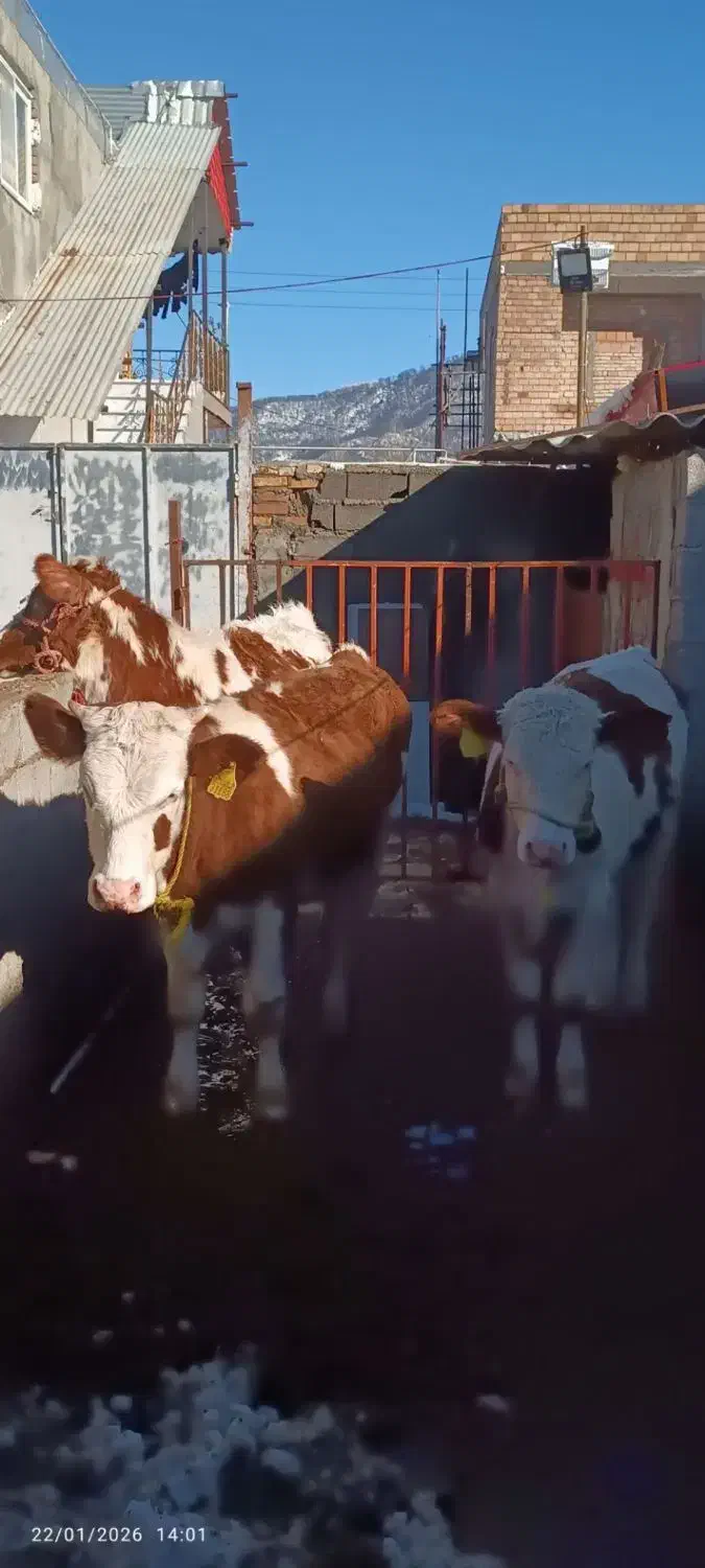 6راس عروسک سیمینتال|حیوانات مزرعه|آزادشهر, |دیوار