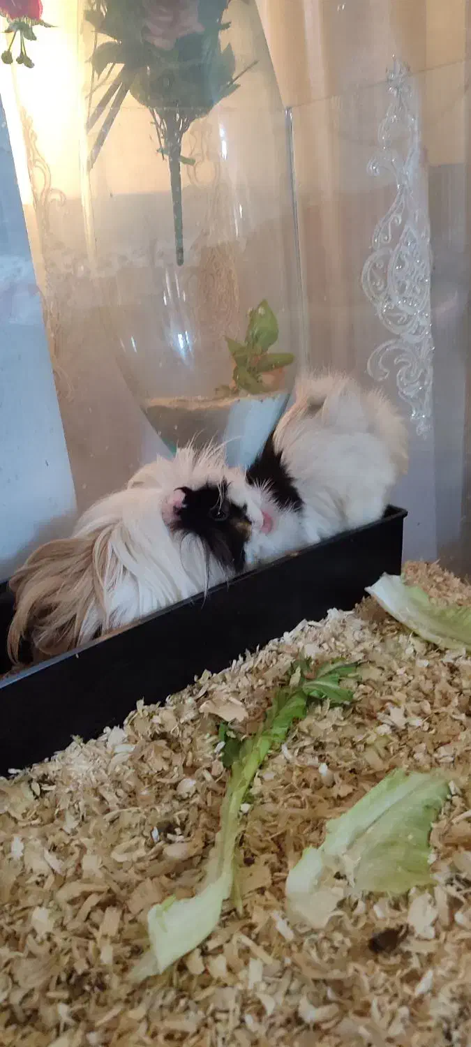 یک جفت خوکچه هندی|موش و خرگوش|اندیمشک, |دیوار