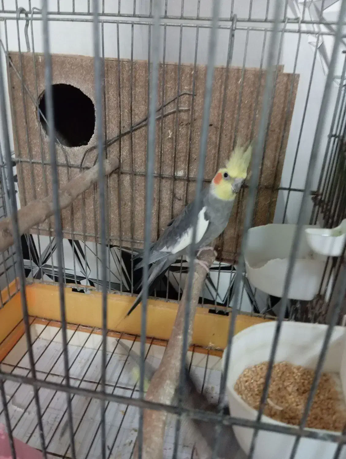 یک جفت عروس هلندی مولد|پرنده|کهریزک, |دیوار