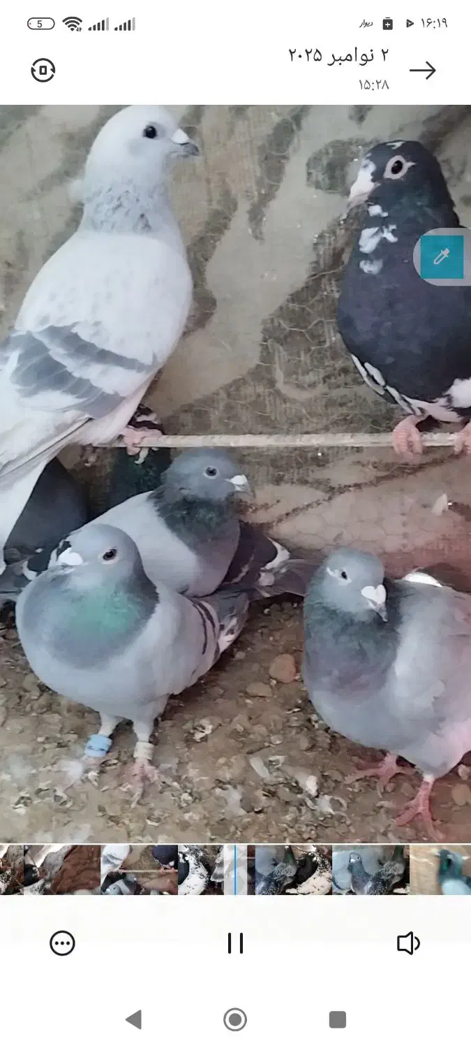 کبوتر جوانه سبز و پولک پرشی. درجه یک|پرنده|قائن, |دیوار