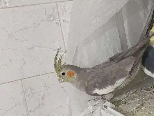 عروس هلندی ماده|پرنده|خمینیشهر, |دیوار