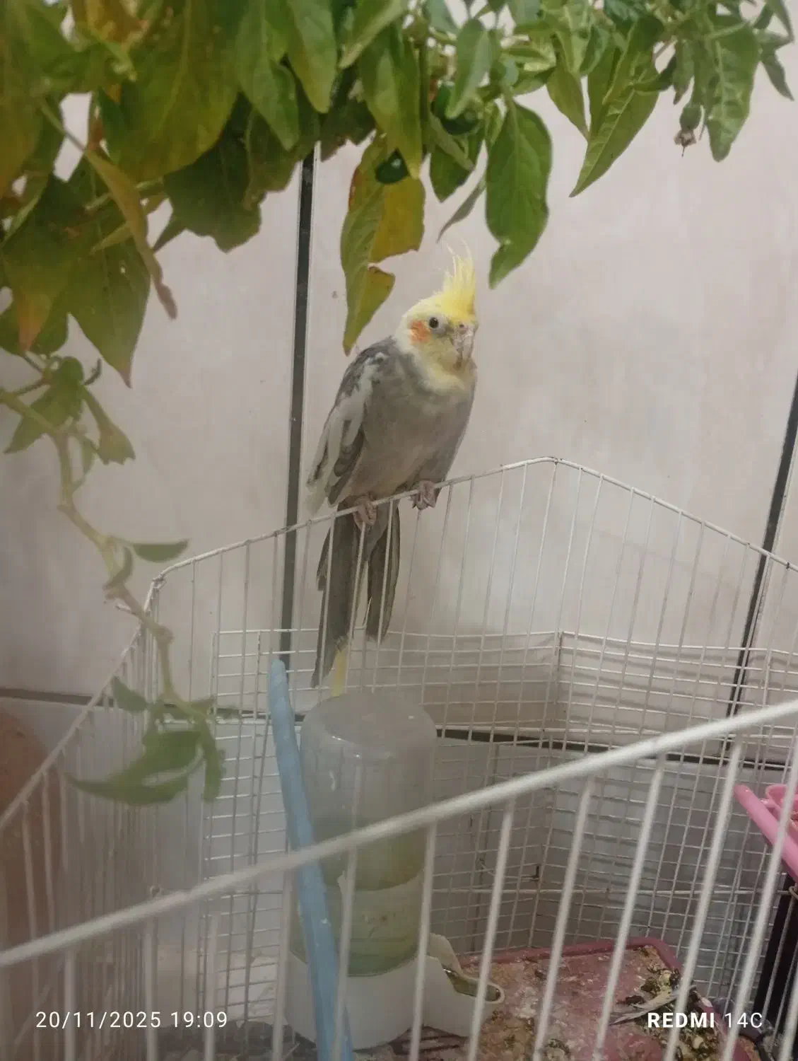 یک عدد عروس هلندی نیمه دستی|پرنده|چادگان, |دیوار