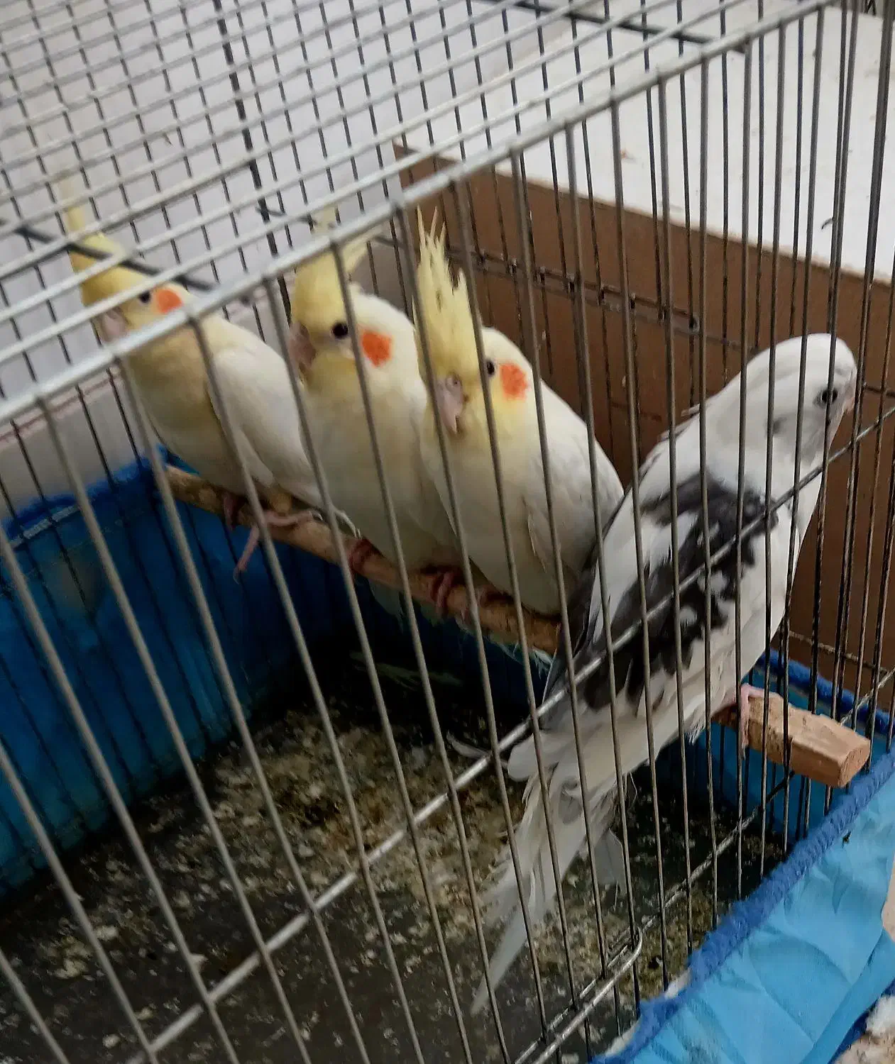 ۳ عدد عروس هلندی|پرنده|قم, کلهری|دیوار