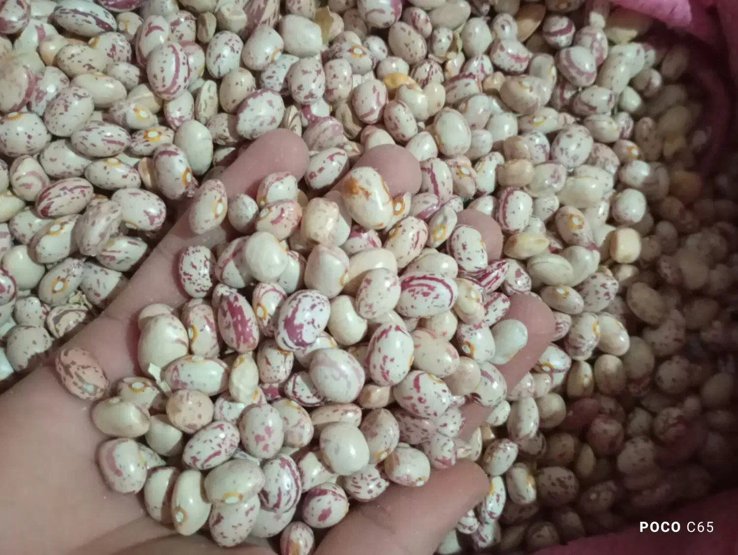 لوبیای تازه و خوش پخت تماس|خوردنی و آشامیدنی|مرودشت, رودبال|دیوار