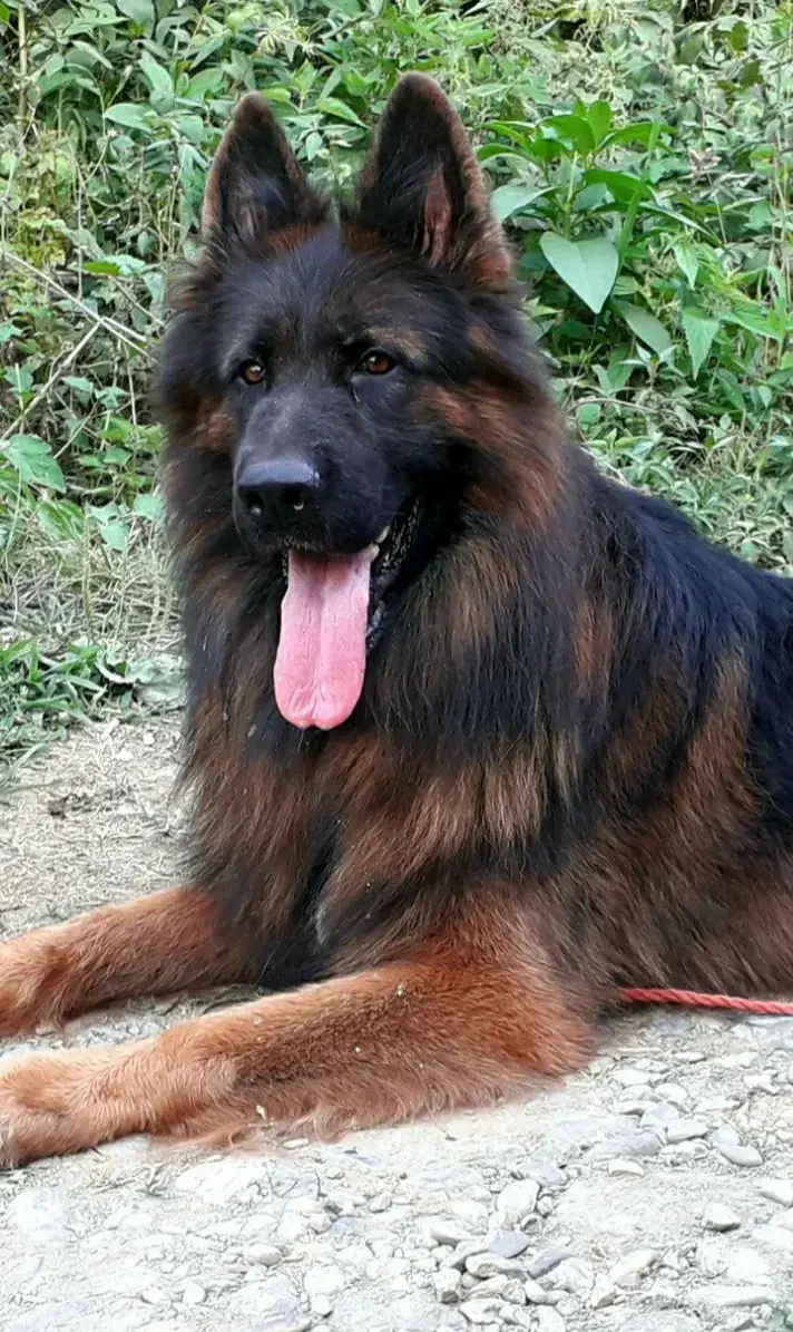 ژرمن شولاین موبلند|سگ|لاهیجان, لیل|دیوار