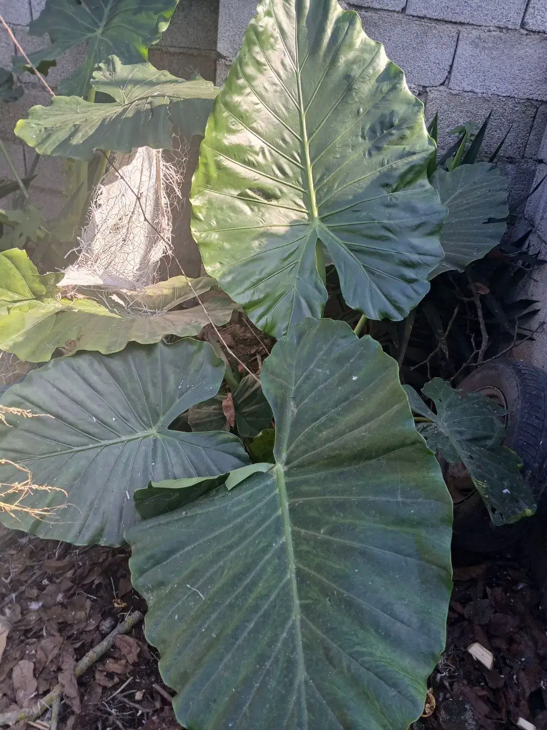 کل بابا آدم ونخل|گل و گیاه طبیعی|شاندرمن, |دیوار