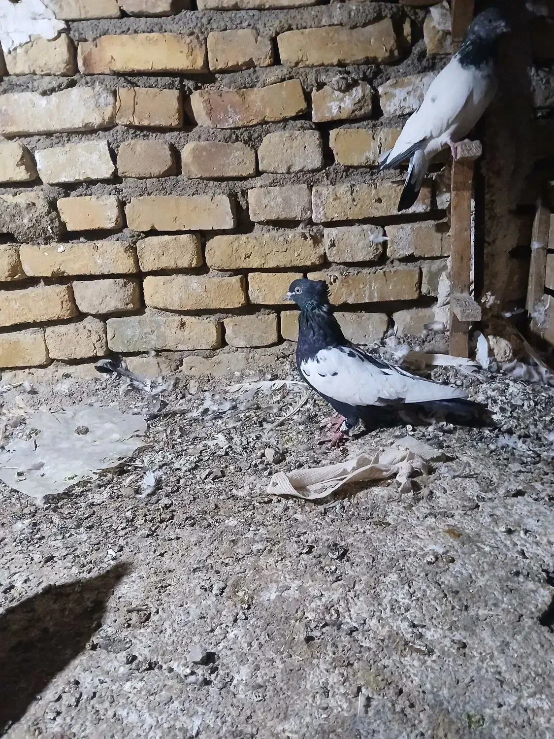 کبوتر|پرنده|ارسنجان, |دیوار