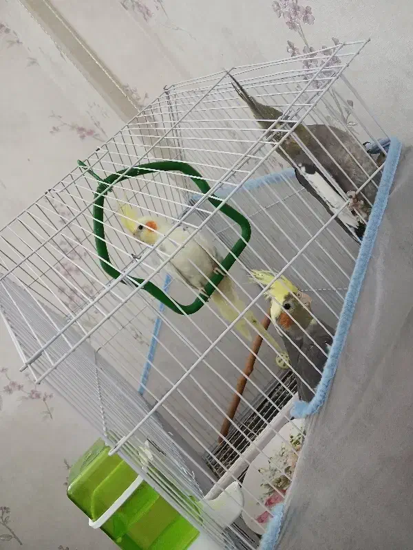 عروس هلندی|پرنده|یزد, |دیوار