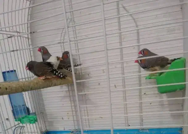 طوطی برزیلی.مرغ عشق.فنچ|پرنده|بوشهر, |دیوار