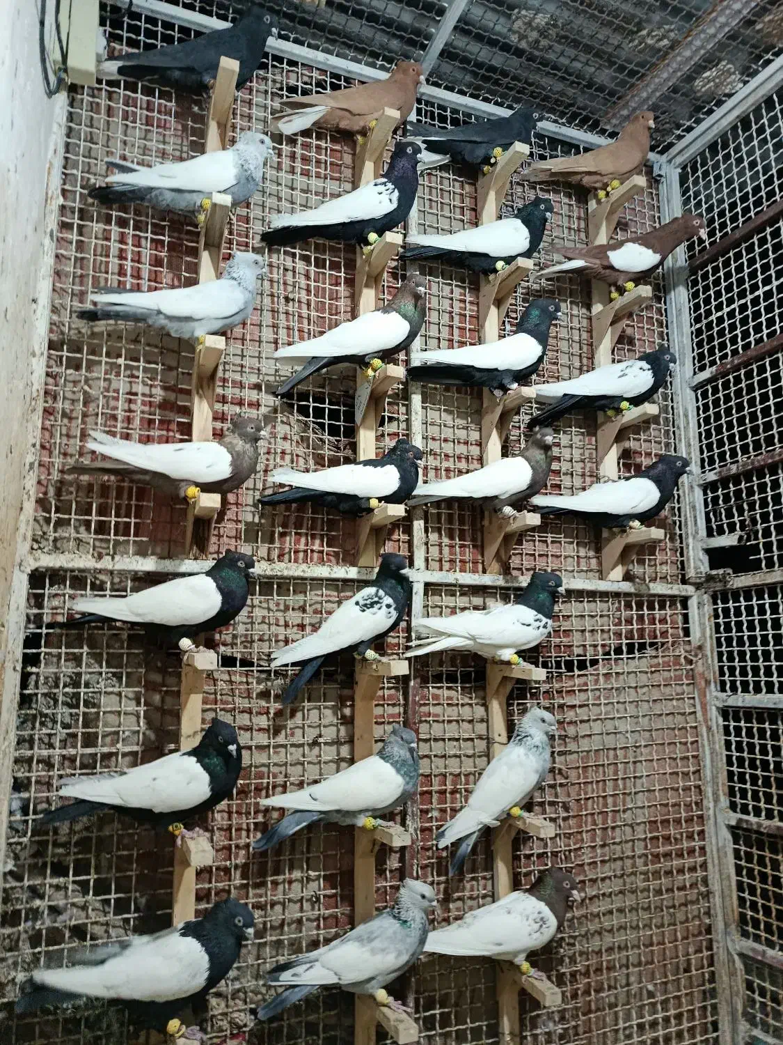 کبوتر رنگی|پرنده|مرودشت, تخت جمشید|دیوار