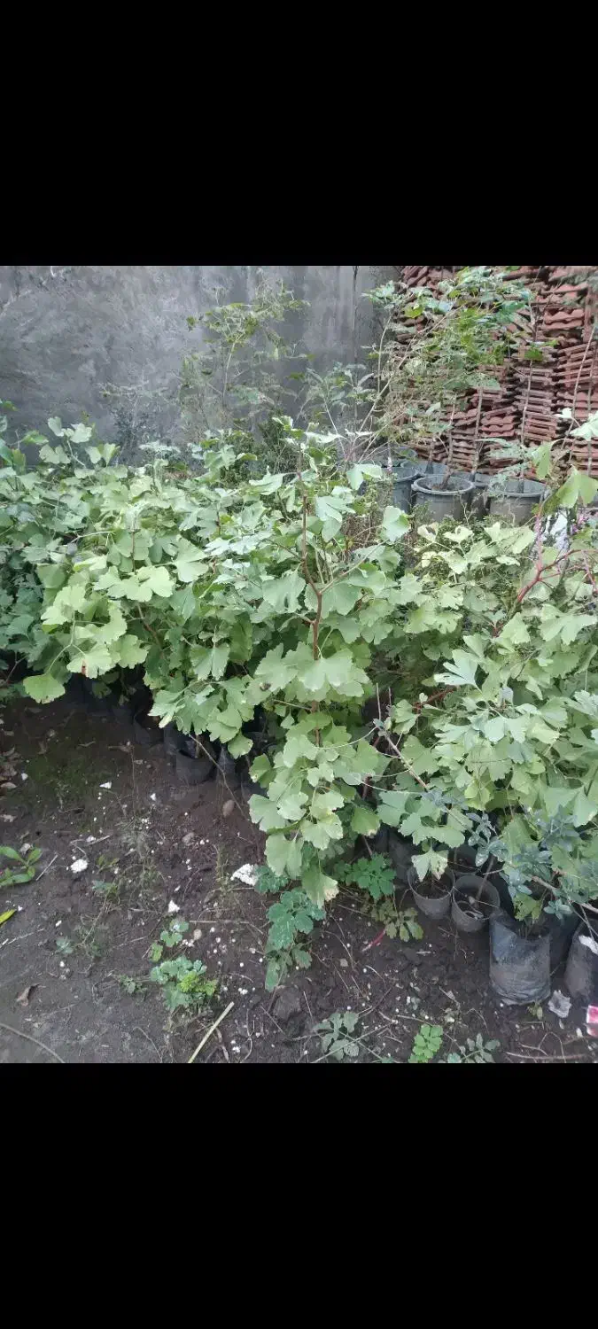 نهال ژینگو بیلوبا ، کهن دار|گل و گیاه طبیعی|نوشهر, |دیوار