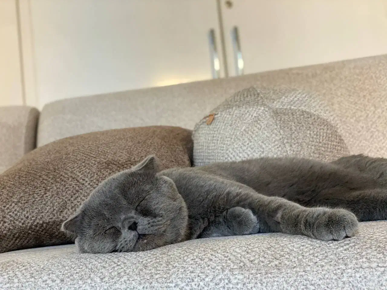 اسکاتیش نر جهت جفت‌گیری|گربه|گنبد کاووس, |دیوار