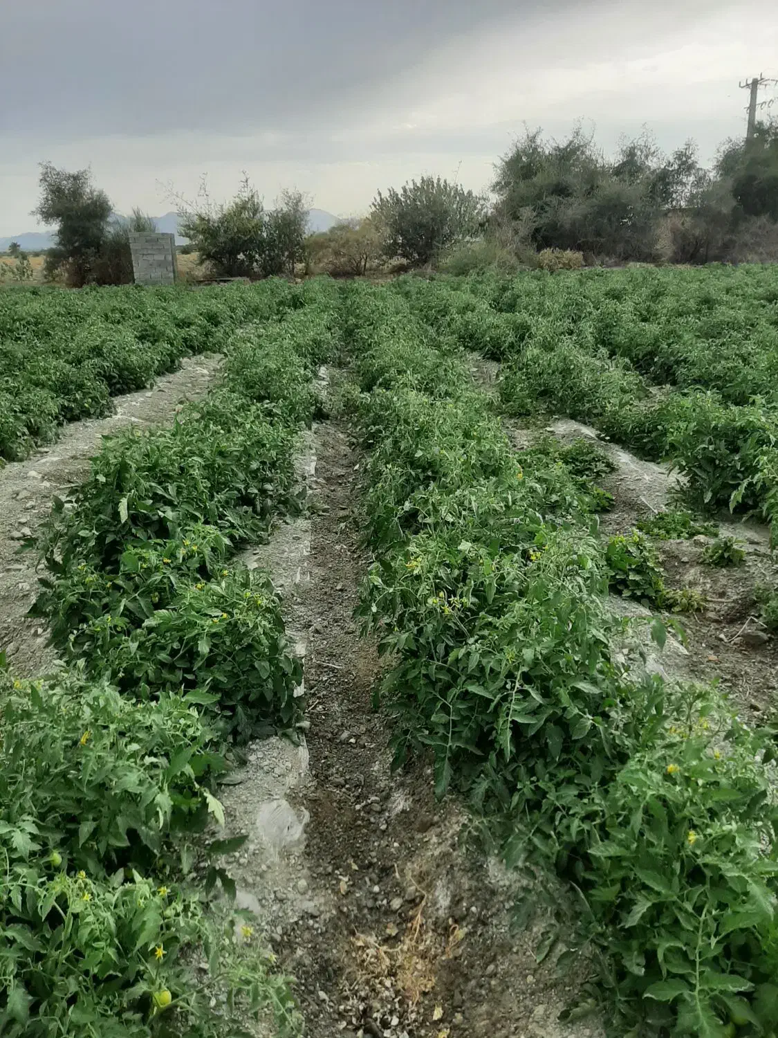 اجاره زمین کشاورزی|اجارهٔ دفتر صنعتی، کشاورزی، تجاری|کهنوج, |دیوار