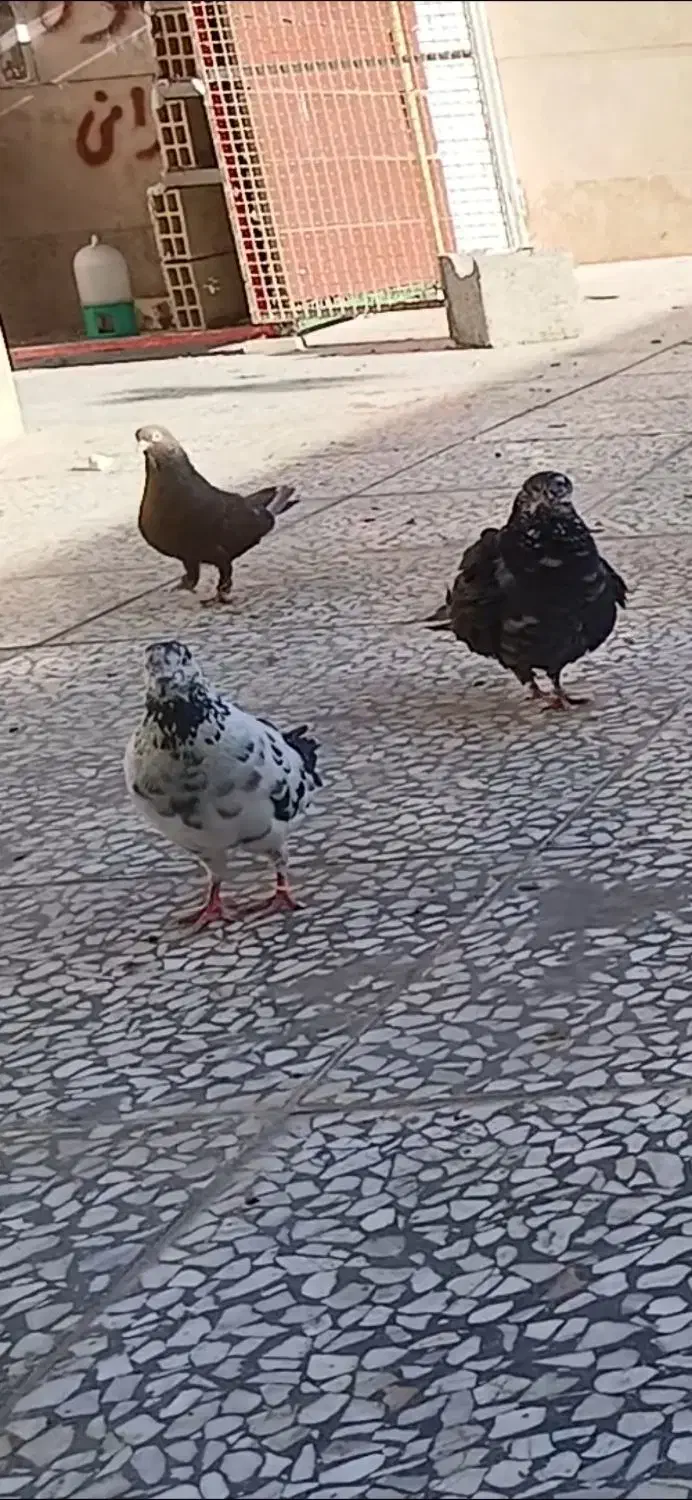 یک عدد ماده سوسکی گم شده|پرنده|شاهین‌شهر, شهرک امام رضا|دیوار