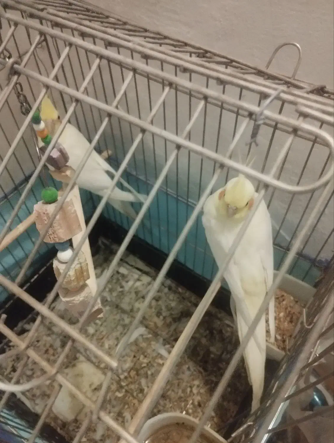 ۳ تا عروس هلندی لوتینو|پرنده|بیرجند, |دیوار