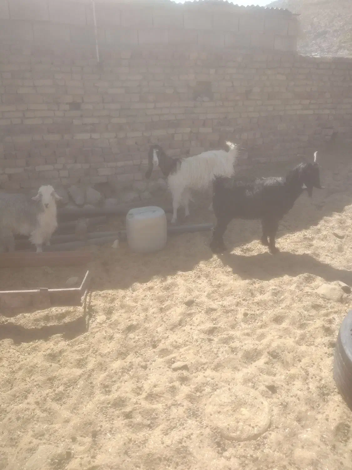باسلام دوعددبزاسرایلی خوب رونده شد|حیوانات مزرعه|شیراز, آبیاری|دیوار