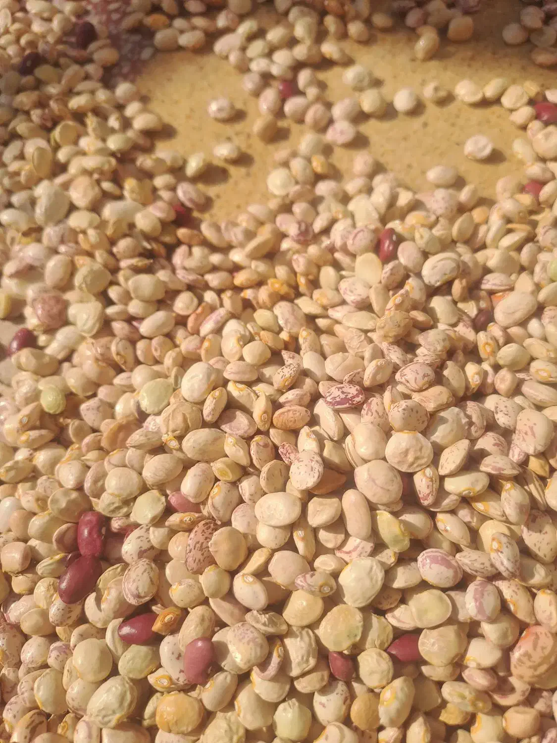 لوبیا چیتی|خوردنی و آشامیدنی|شیراز, شهرک مطهری|دیوار