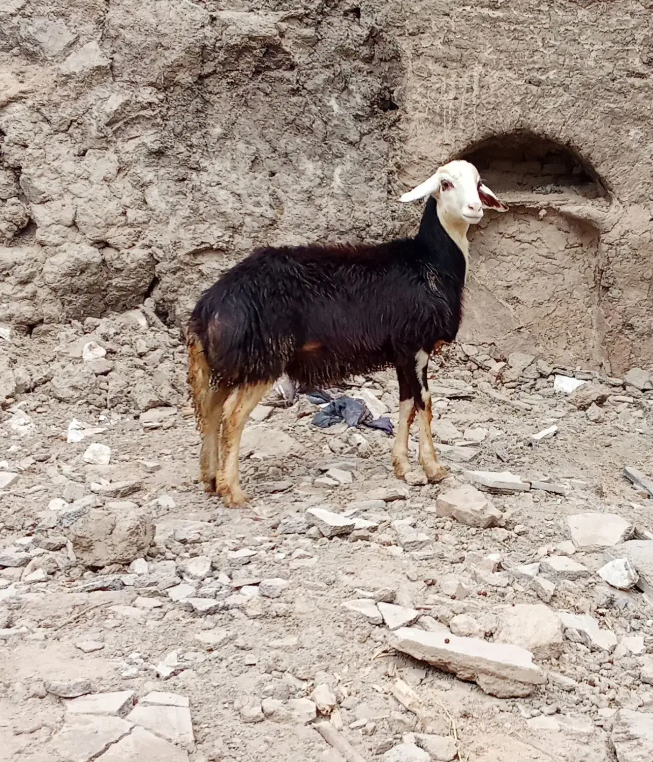 بره قوچ فروشی|حیوانات مزرعه|زند, |دیوار