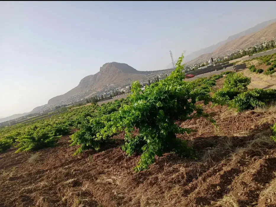 یک هکتار باغ انگوری ثمری سنددار کمتر از قیمت پارچه|فروش زمین و ملک کلنگی|همایجان, |دیوار