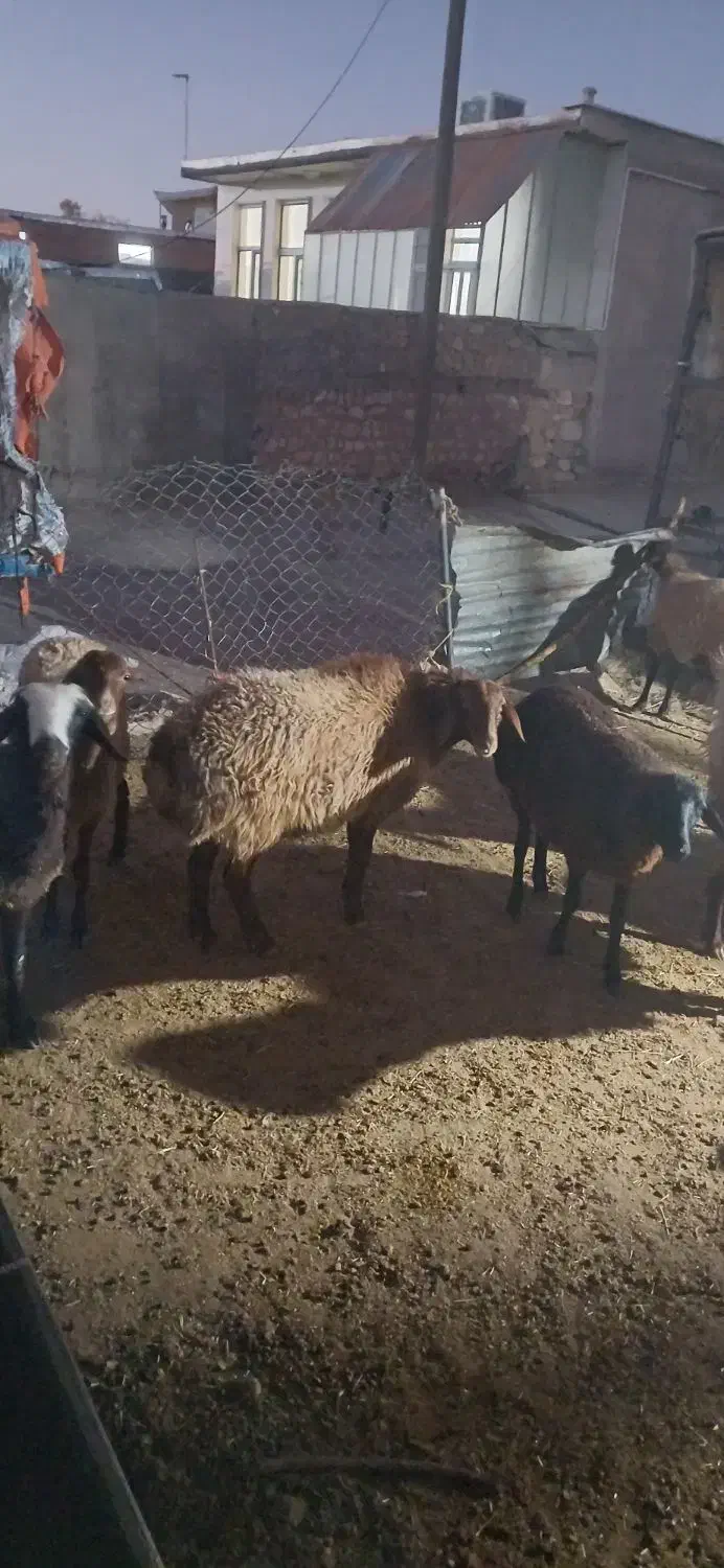 گوسفند میش شیشک|حیوانات مزرعه|اسلامآباد غرب, |دیوار