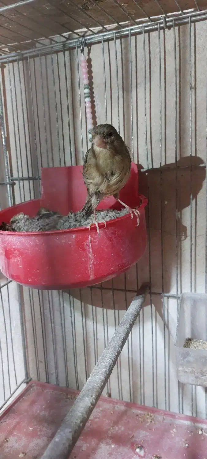 قناری ماده آماده آماده|پرنده|طسوج, |دیوار