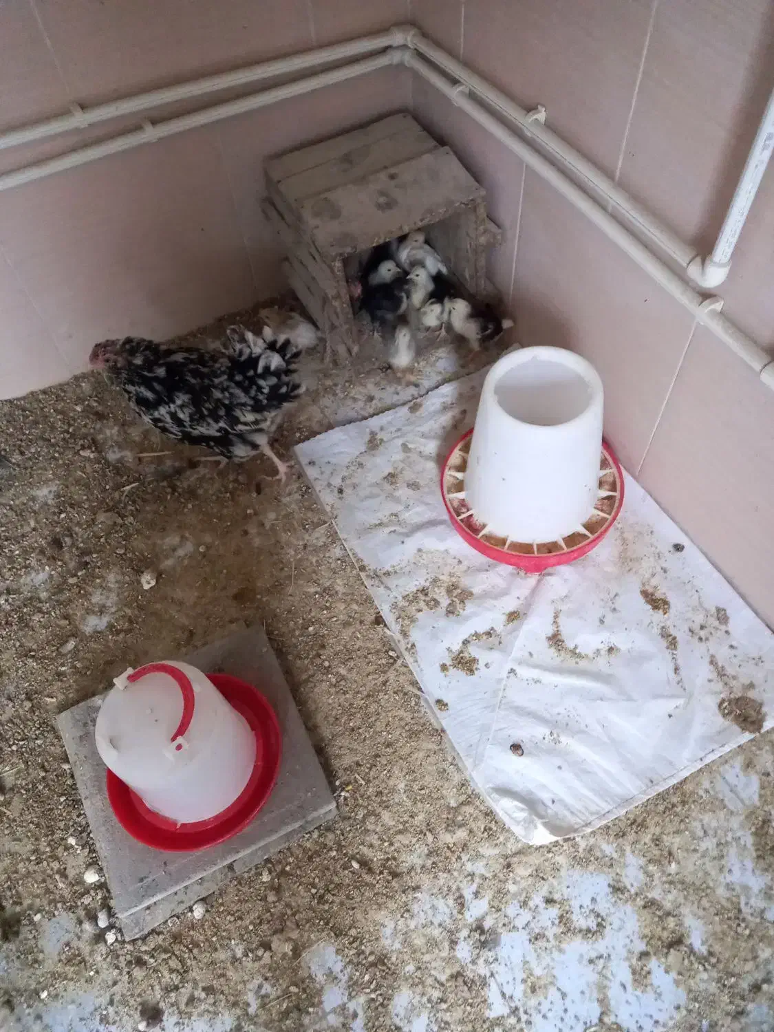 جوجه بوقلمون جوجه گلین نژاد خوب ریش چهل تخم نطفه|حیوانات مزرعه|آبیک, |دیوار