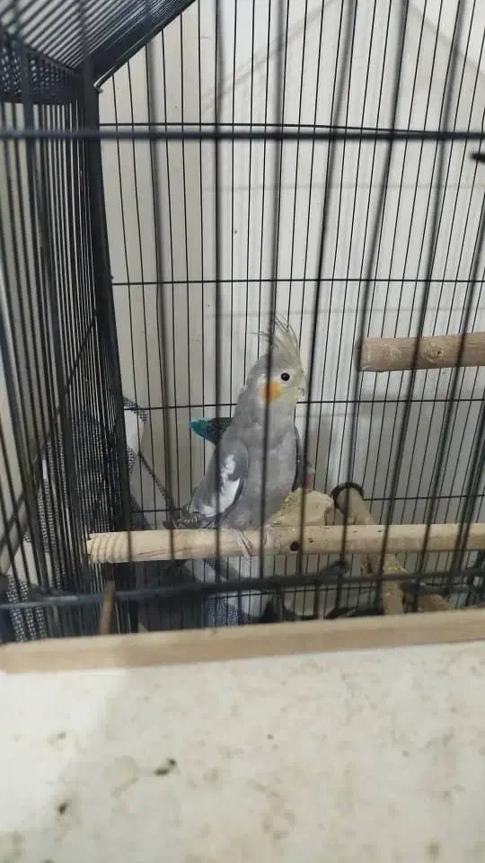 عروس هلندی|پرنده|مسجد سلیمان, |دیوار