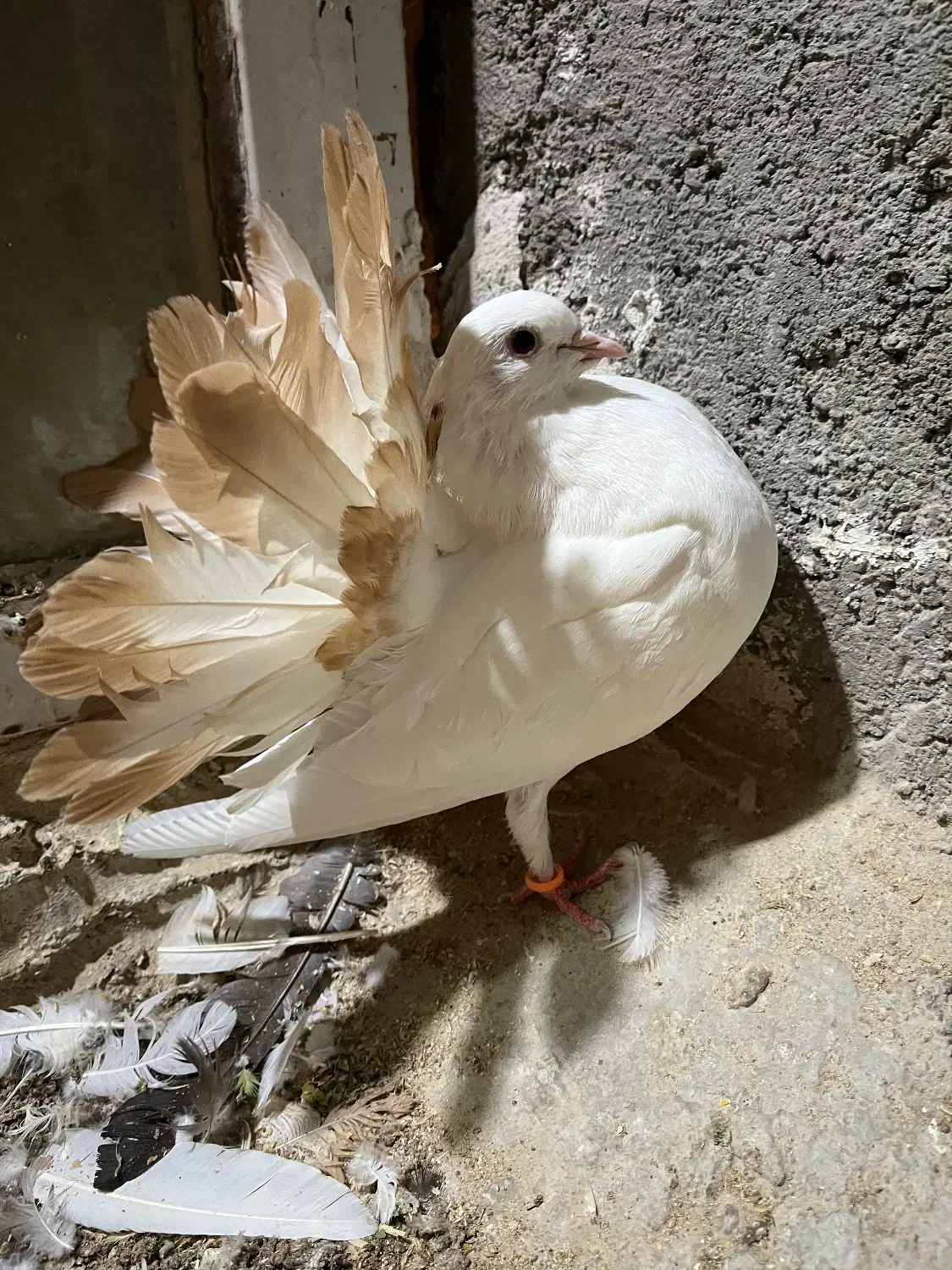 دم چتری کانادایی|پرنده|کاشان, لتحر|دیوار