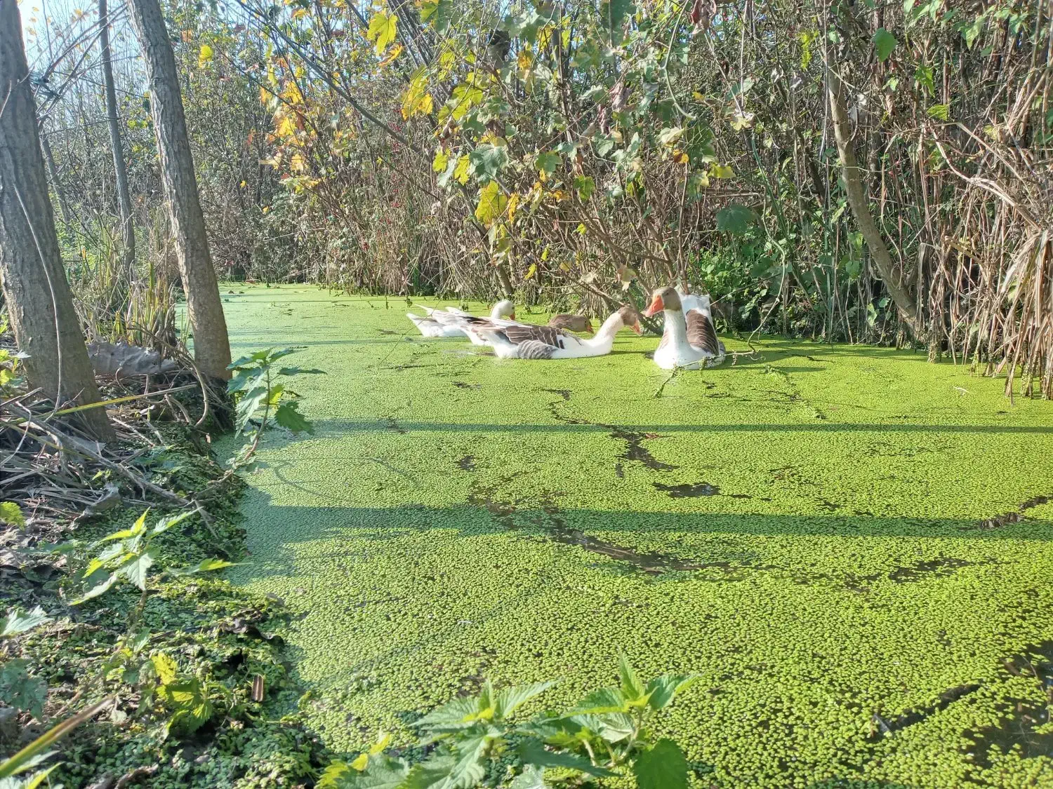 فروش مرغ وخروس وبوقلمون بالغ|حیوانات مزرعه|لنگرود, |دیوار