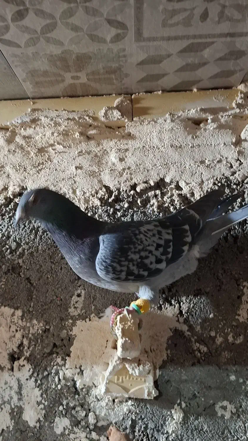 پرشی|پرنده|فیروزه, |دیوار