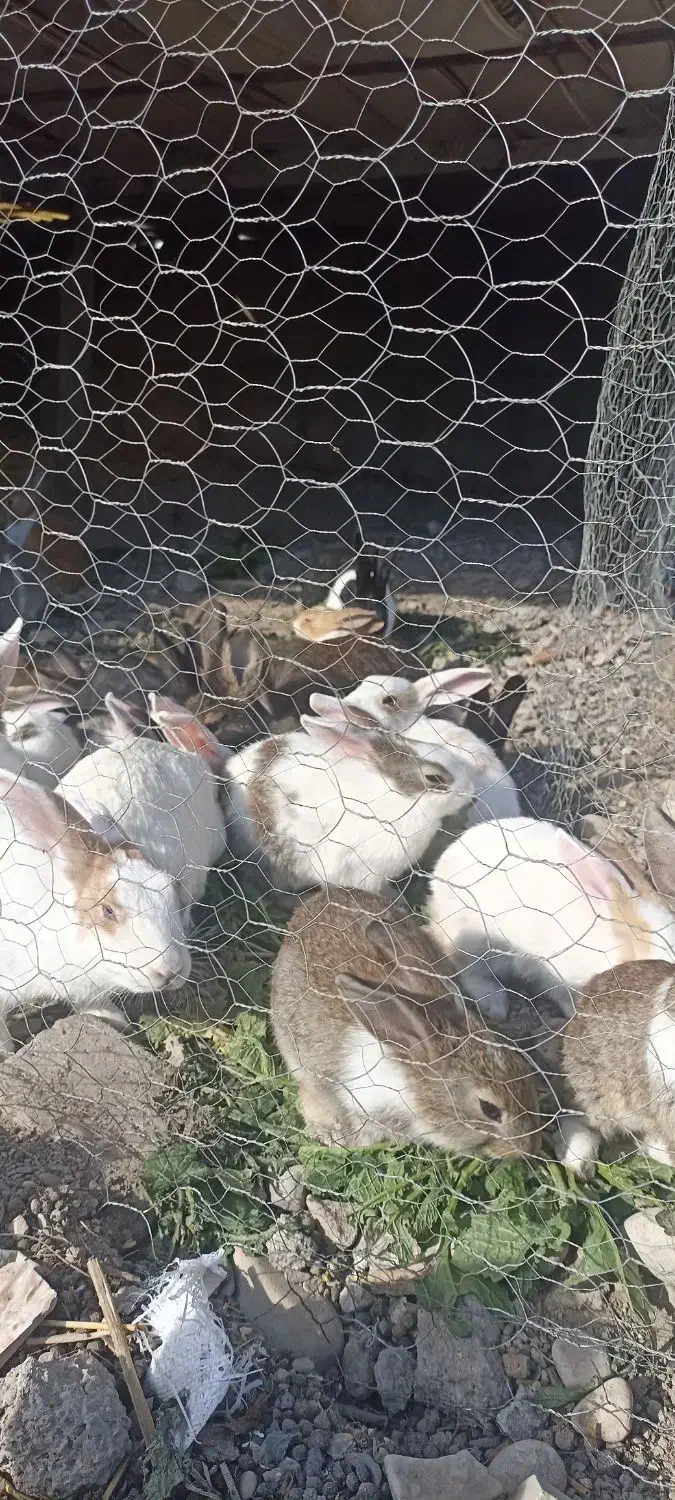 تعدادی بچه خرگوش بازیگوش|موش و خرگوش|دشت ذهاب, |دیوار