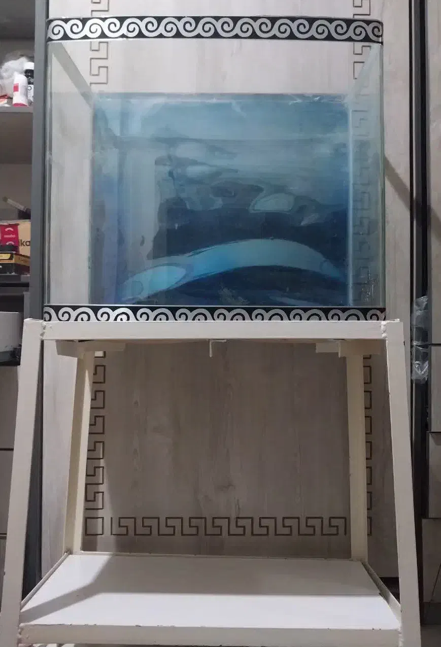 آکواریوم شیشه خم|ماهی|تهران, توحید|دیوار