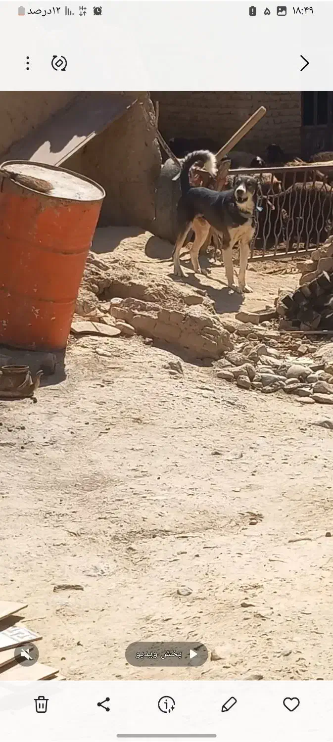 سگ سرابی|سگ|نهاوند, |دیوار