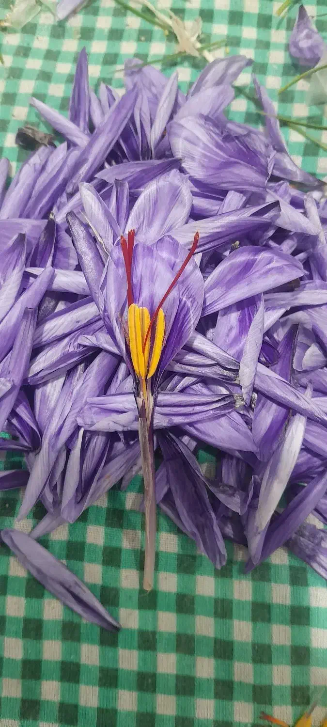 زعفران تازه باگل اعلا درجه یک..محصول شهریار|خوردنی و آشامیدنی|رباطکریم, کیکاور|دیوار