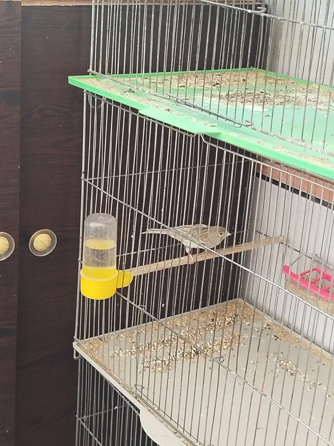 قناری|پرنده|خمینی‌شهر, |دیوار