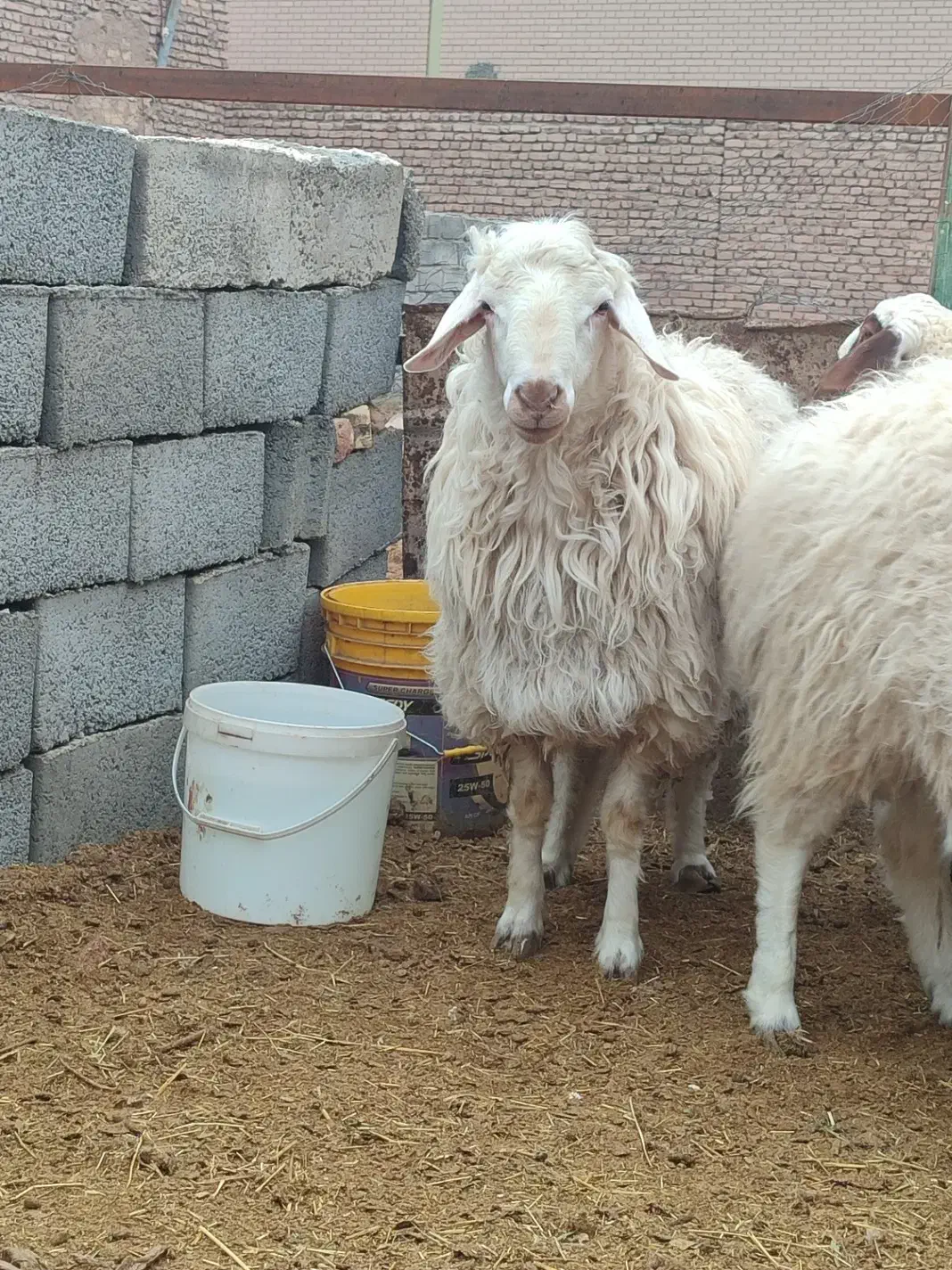 بره نر چاق.|حیوانات مزرعه|مود, |دیوار
