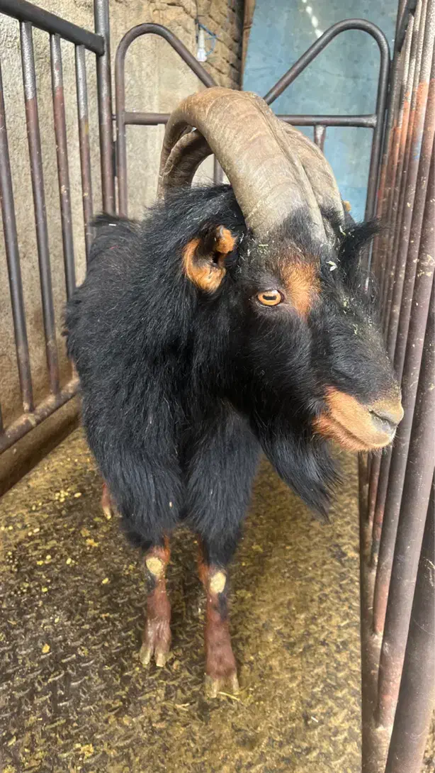 گوسفند زنده نابی|حیوانات مزرعه|تهران, والفجر (افسریه)|دیوار