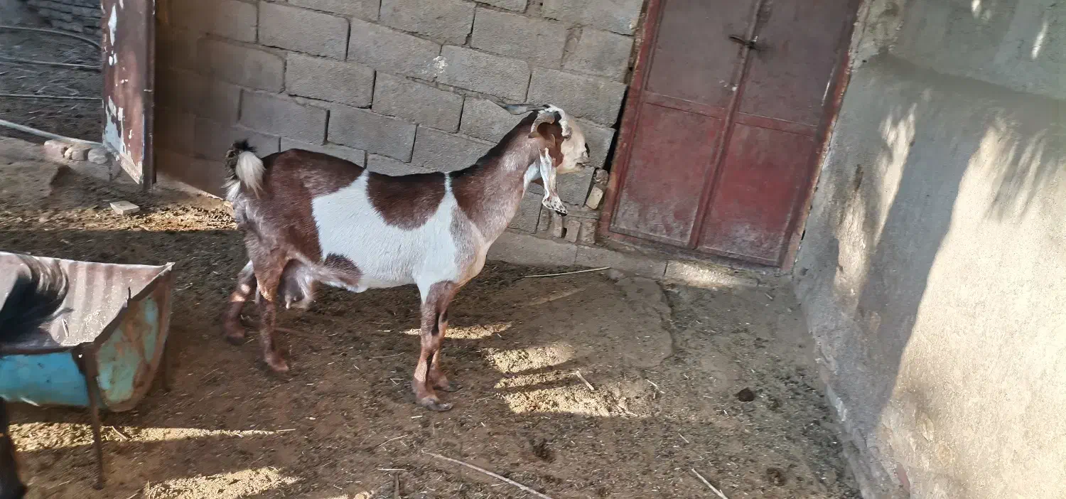 بز دو رگ پاکستانی با دو بزغاله نر|حیوانات مزرعه|طبس, |دیوار