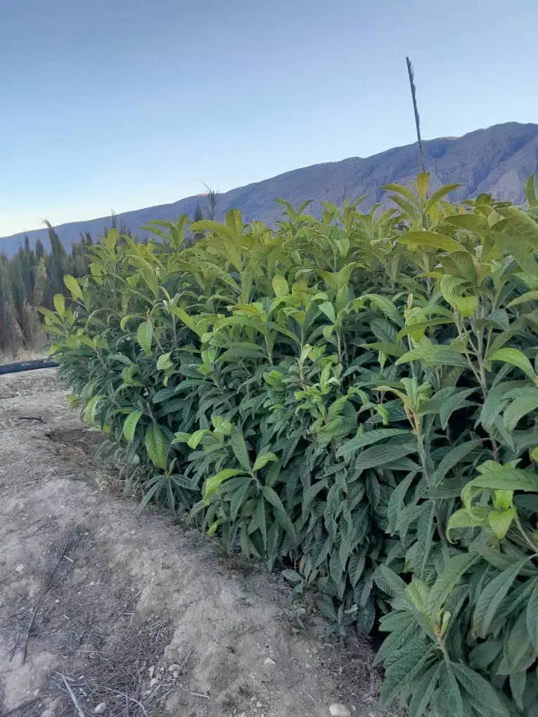 تولیدتوزیع انواع نهال مثمروغیرمثمر|خدمات باغبانی و درختکاری|خفر, |دیوار