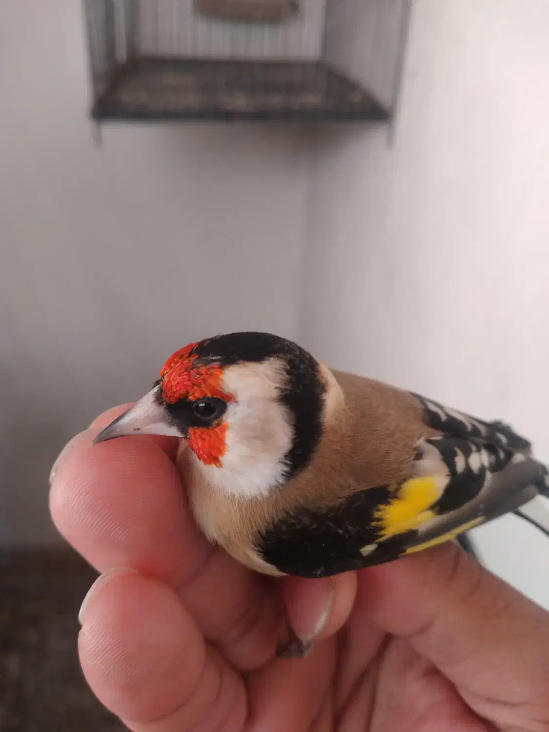 سیره گلچین|پرنده|سرپل ذهاب, |دیوار