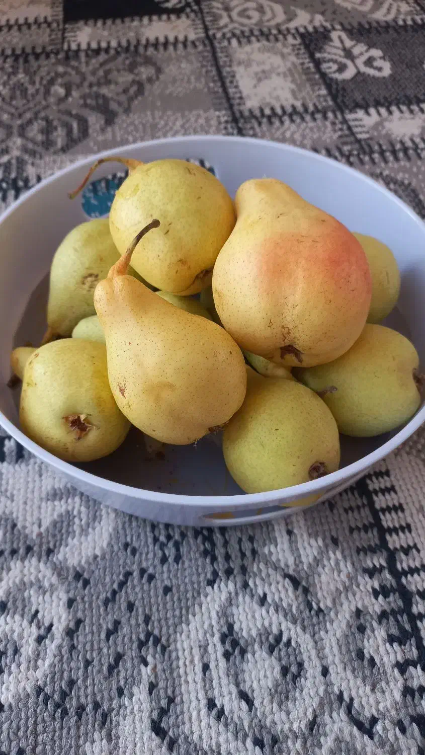 گلابی|خوردنی و آشامیدنی|موچش, |دیوار