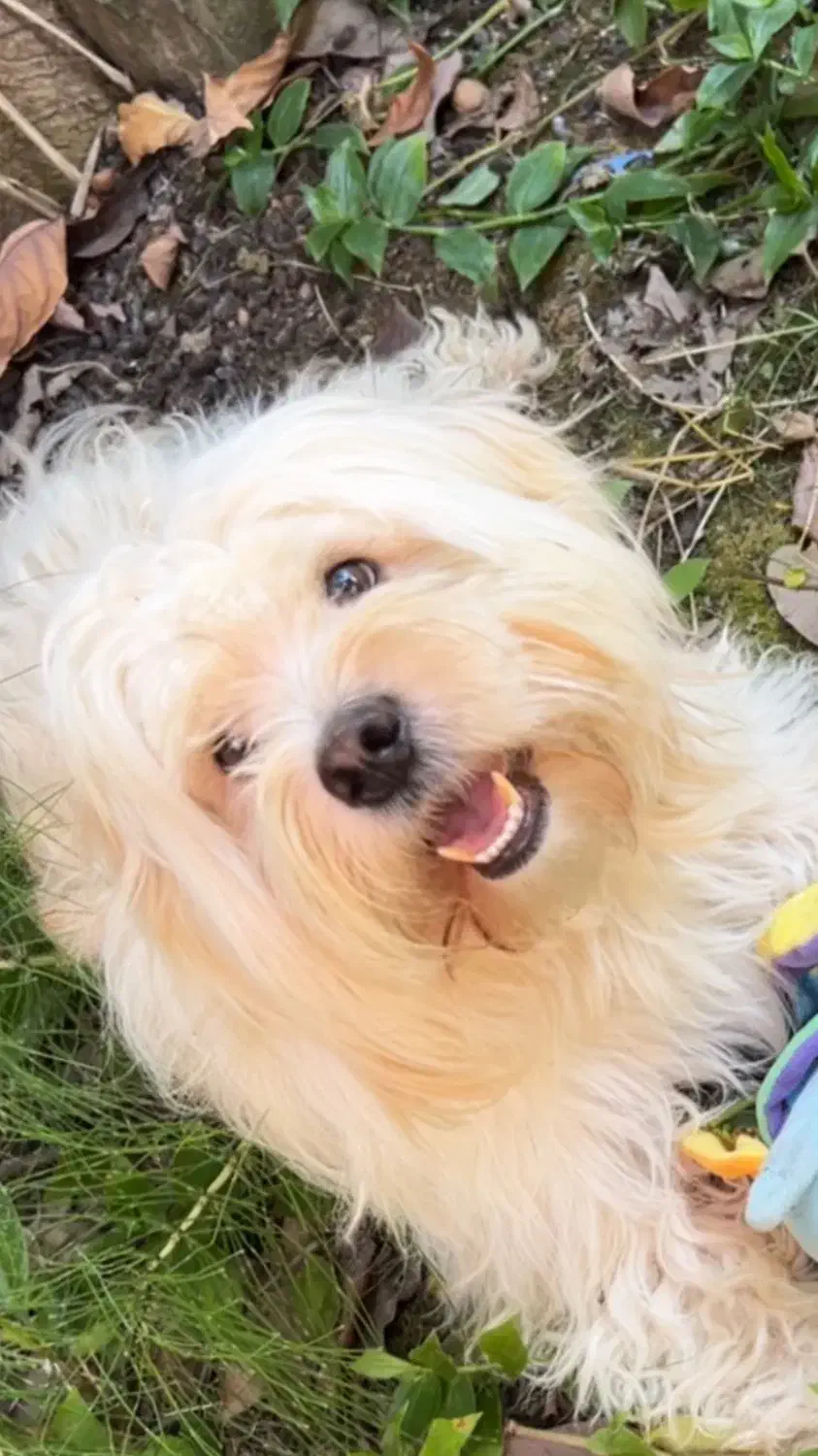 حیوان خانگی|سگ|رشت, سعدی (تختی)|دیوار