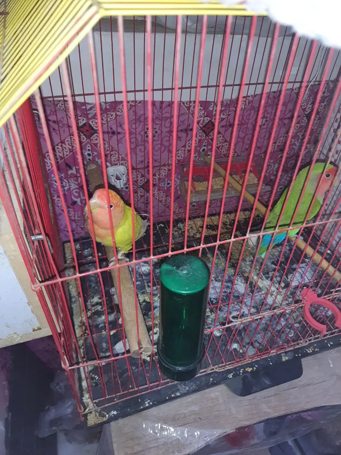 طوطی برزیلی|پرنده|بندر امام خمینی, |دیوار